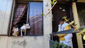 52 perros son rescatados en colonia Infonavit Estadio de Guadalajara.