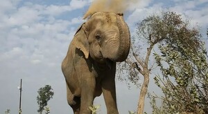 Elefante con la trompa levantada arrojándose tierra encima con árboles y plantas a los lados