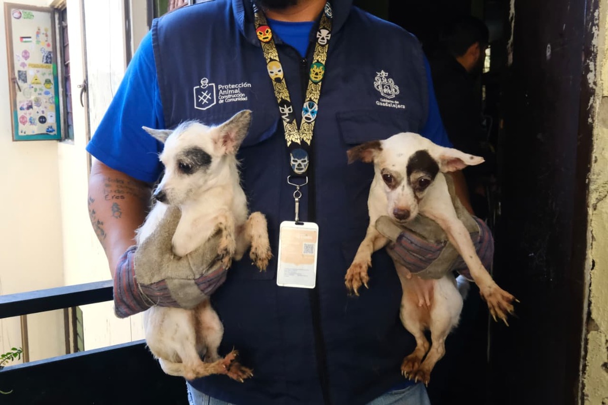52 perros son rescatados en colonia Infonavit Estadio de Guadalajara.