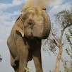 Elefante con la trompa levantada arrojándose tierra encima con árboles y plantas a los lados