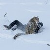 Leopardo de las nieves volteando a ver a cámara mientras está tendido sobre la nieve junto a una esquiadora caída