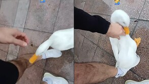 Pato atacando a hombre en Monterrey.