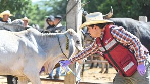 un hombre coloca medicamento a una res en un rancho de oaxaca para evitar casos de gusano barrenador