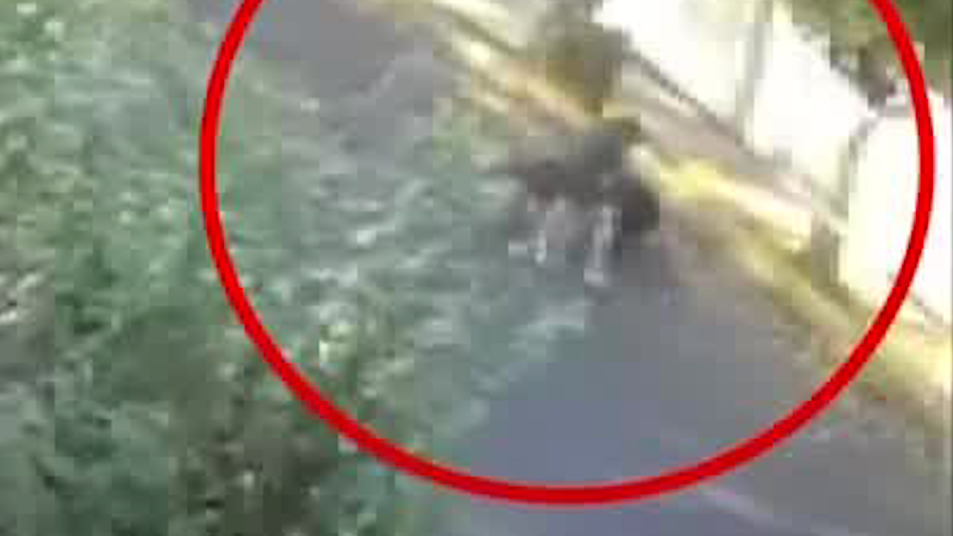 Gabriel Quadri de la Torre denuncia la muerte de su mascota tras ser atacada por un Pastor Belga en la colonia Romero de Terreros.