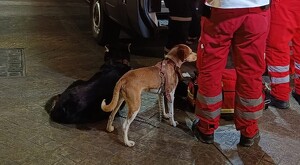 Un perro café y otro negro al lado de paramédicos de la Cruz Roja en calles de Guadalajara