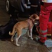 Un perro café y otro negro al lado de paramédicos de la Cruz Roja en calles de Guadalajara