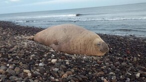 Elefante marino descansa en playa Los Ayala en Nayarit y sorprende a turistas
