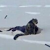 Leopardo de las nieves volteando a ver a cámara mientras está tendido sobre la nieve junto a una esquiadora caída