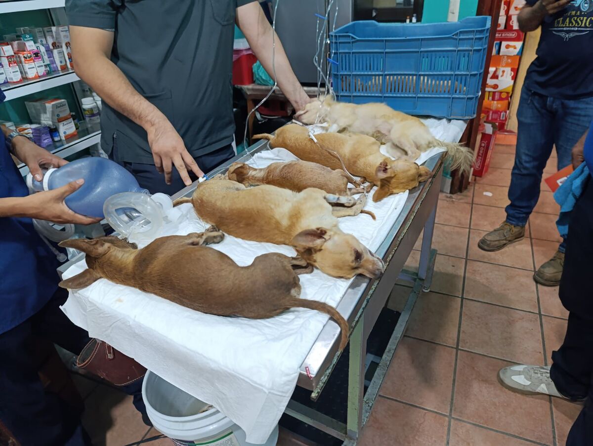 envenenamiento masivo de perros en Pinotepa Nacional, Oaxaca.