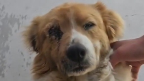 un perro con una lesión en un ojo tras ser agredido en tlaxcala