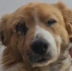 un perro con una lesión en un ojo tras ser agredido en tlaxcala
