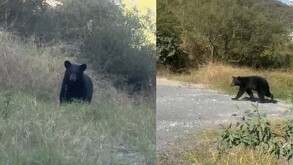 Oso entre la maleza en San Pedro Garza García.