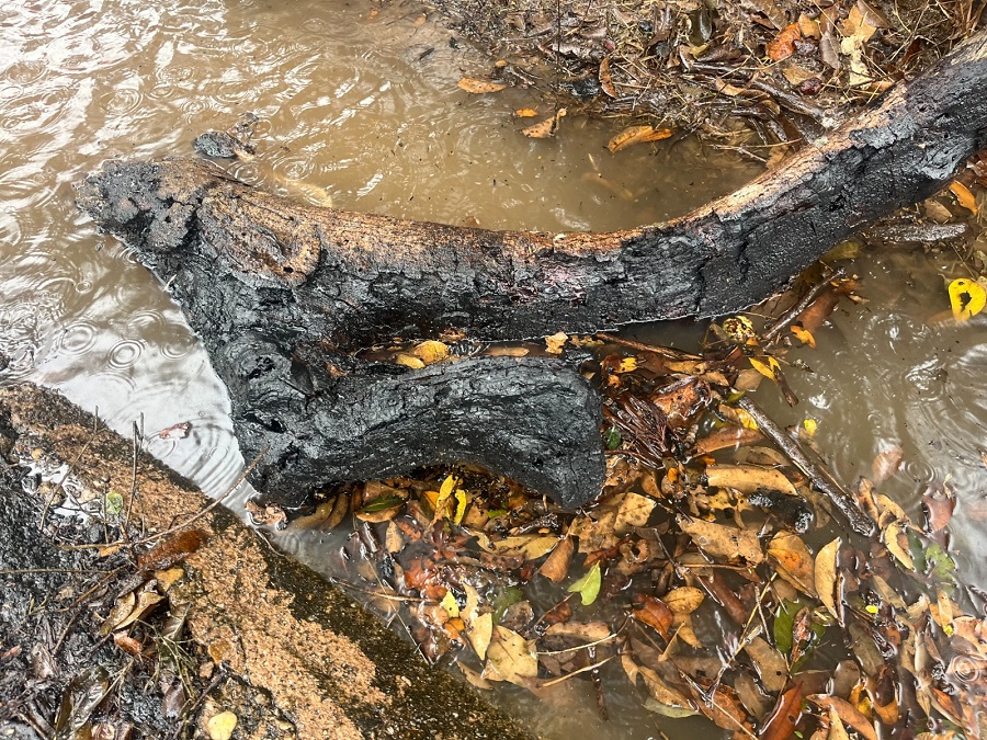 Madera quemada junto a un río, en Agua Dulce, Veracruz.