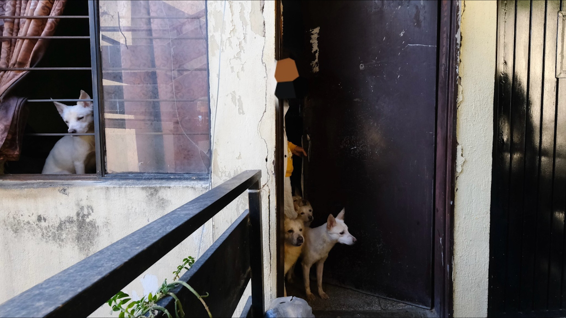 Guillermo Córcoles, de Bienestar Animal, confirmó hallazgos de canibalismo y enfermedades graves.