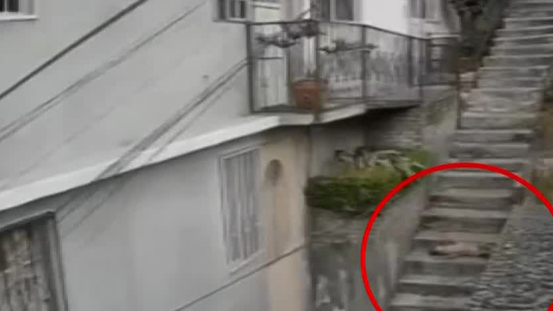 Un hombre aventó de las escaleras a un perro sin razón alguna. Vecinos piden apoyo para atender a la mascota.