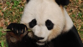 Panda gigante ya no se encuentra en peligro de extinción; su población aumentó.