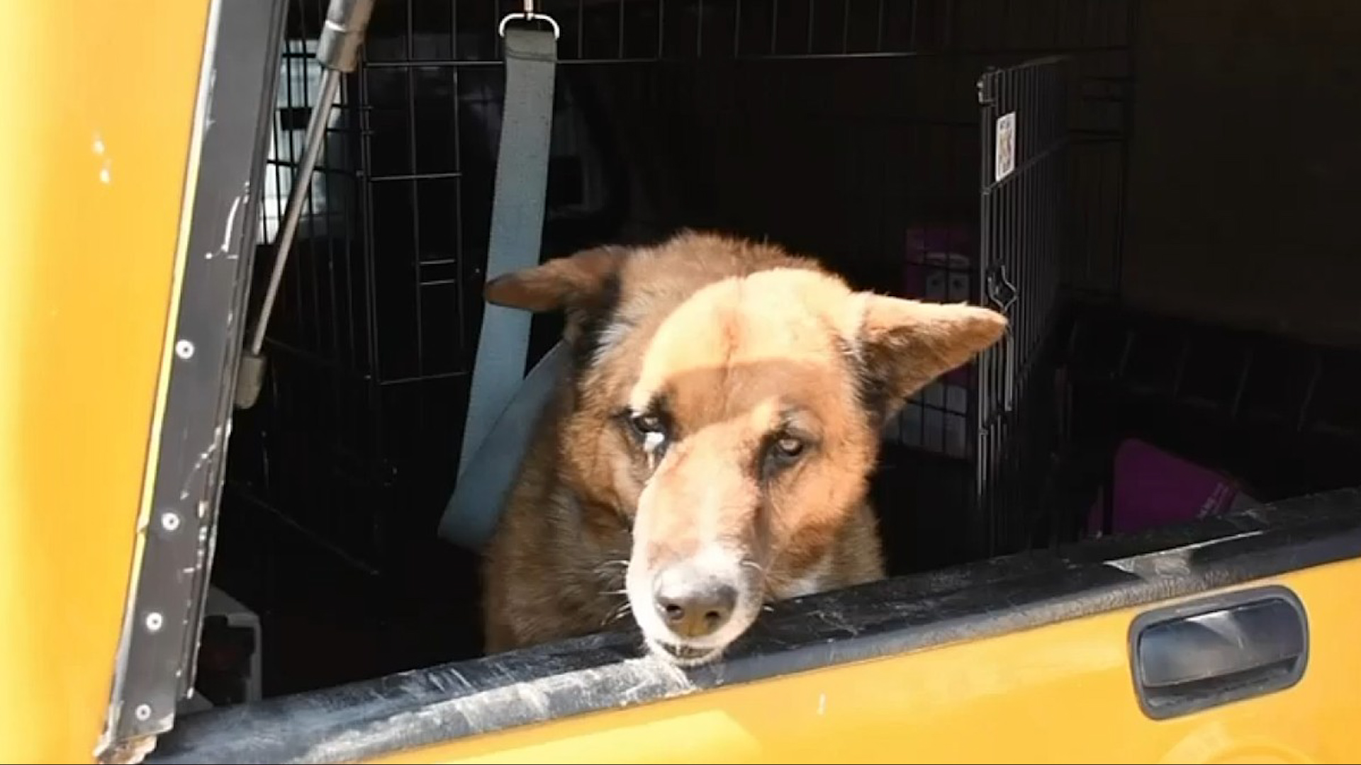 'Lobito', un perro comunitario de la colonia San Lorenzo Totolinga, se debate entre la vida y la muerte tras ser víctima de una agresión.
