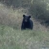 Oso entre la maleza en San Pedro Garza García.