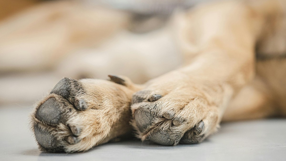 La familia propietaria de los cachorros, dijo que escucharon el llanto de los perros