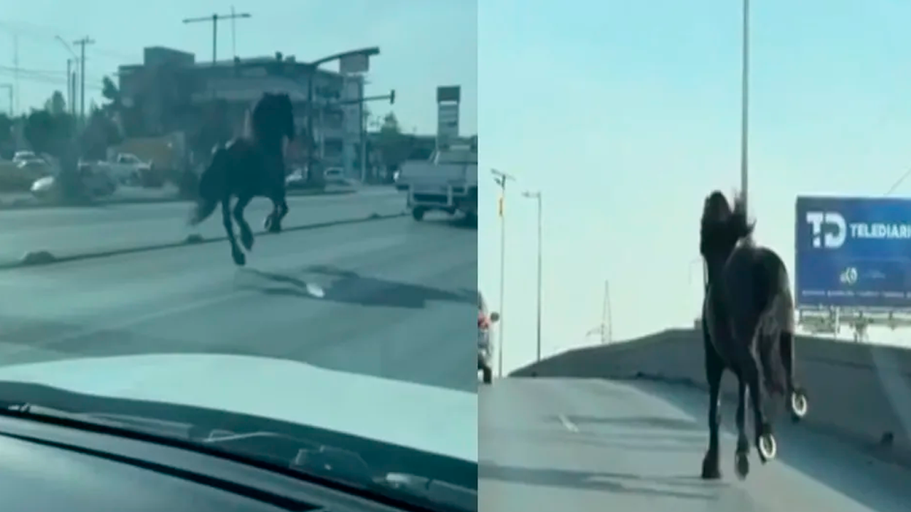 Un caballo negro fue captado transitando por la avenida Lincoln, en Monterrey, como si fuera un vehículo más.
