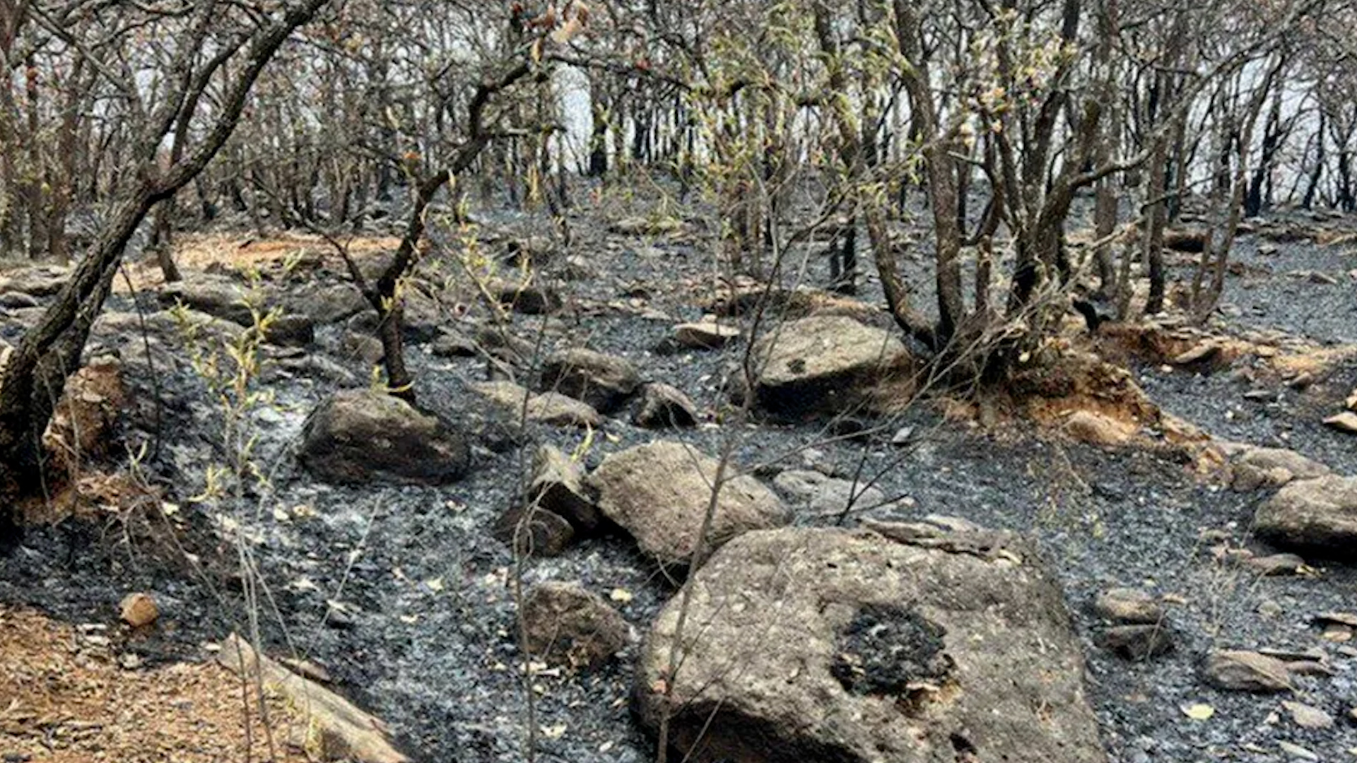 La secretaria de Medio Ambiente informó que el 90 por ciento de los siniestros son obra de humanos.