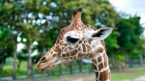 La nueva jirafa es una hembra, la cual se reporta sana, fuerte y en excelentes condiciones