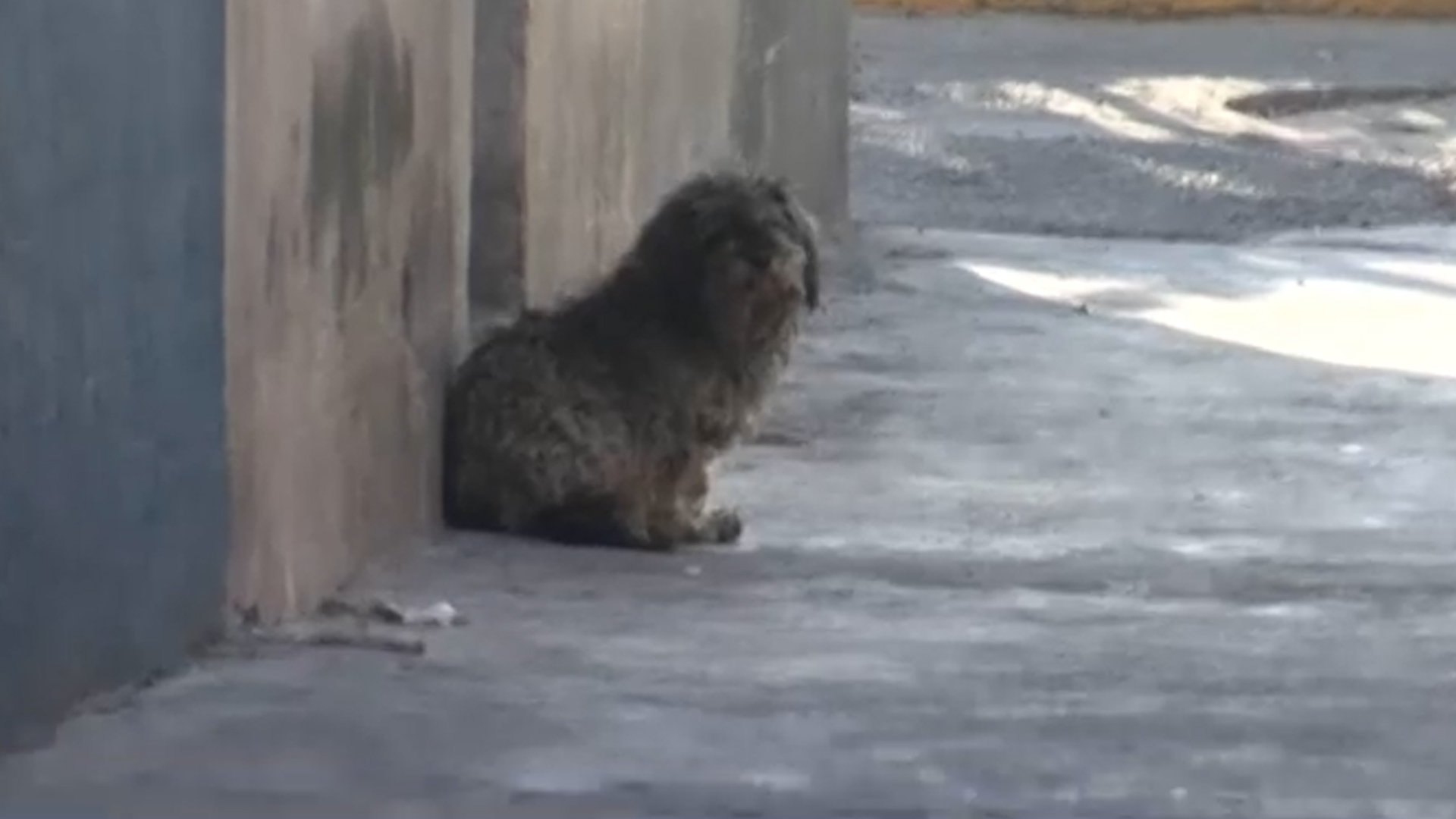 El Edomex enfrenta una emergencia: 1.5 millones de perros callejeros sufren abandono y maltrato.