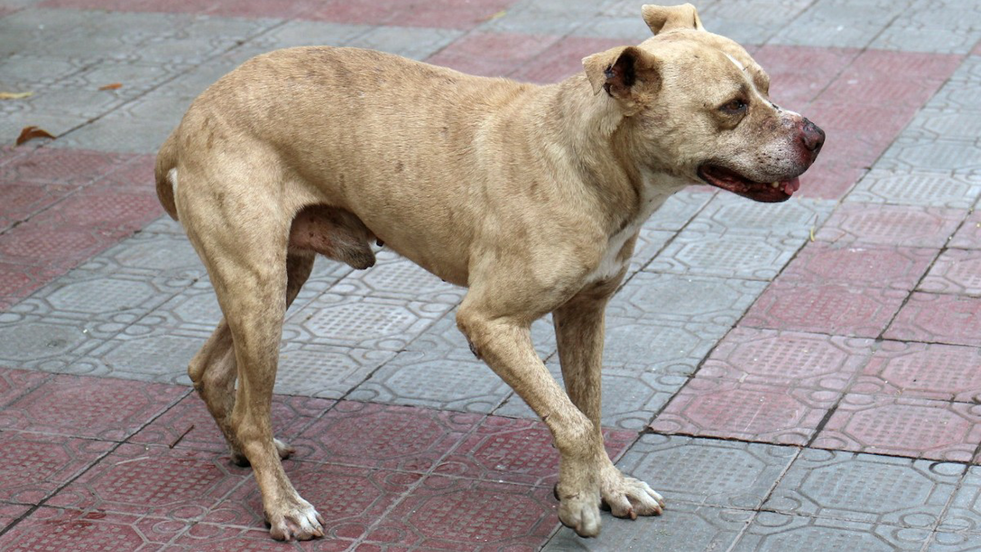 Programa conducido por Rodrigo Rico, Monserrat Contreras y Ricardo Solaback, domingo 01 de febrero de 2026.