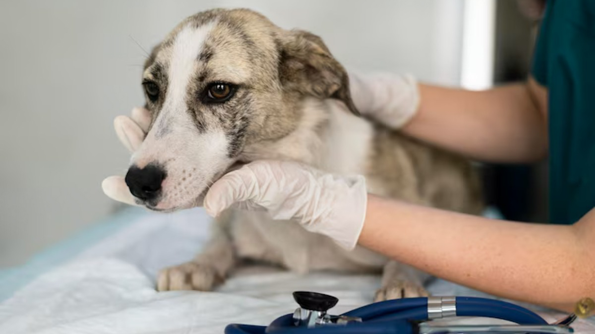 El gusano barrenador ya suma 105 casos en humanos y miles en animales. Los perros son el segundo factor de riesgo más alto.