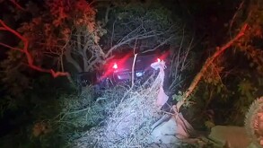Parte de atrás de una camioneta con los faros encendidos atrapada en medio de árboles y maleza de noche
