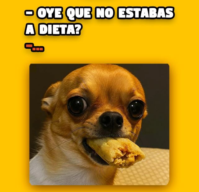 Perro chihuahua viendo de frente mientras tiene un tamal en la boca