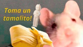 Meme de un ratón viendo de frente a la cámara con un tamal de elote y una figura del Niño Dios