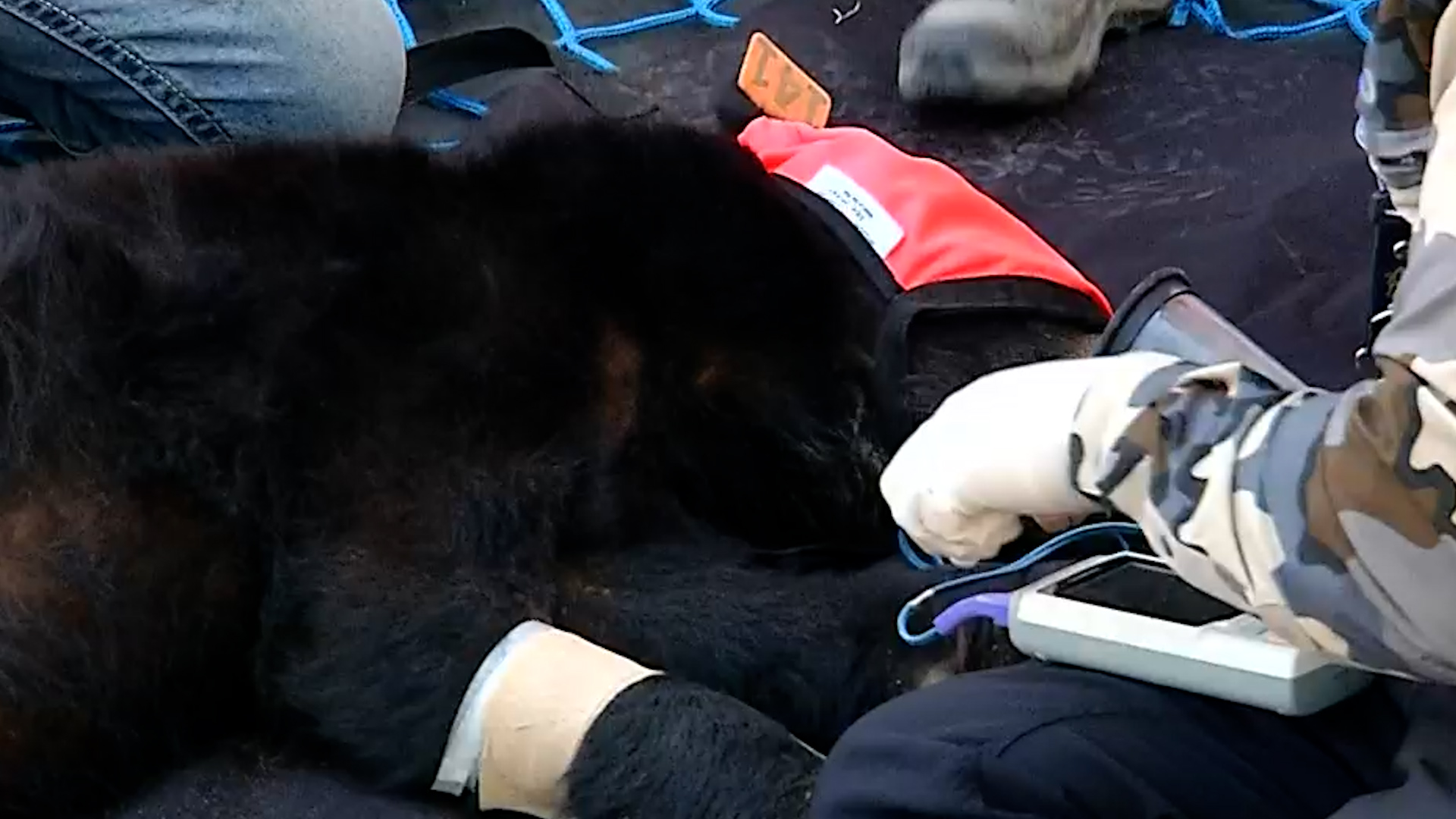 Un oso negro sorprendió a los vecinos de la colonia Arboledas de Santa Rosa en Apodaca. 