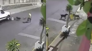 Hombre siendo atacado por perros en Izúcar de Matamoros, Puebla.