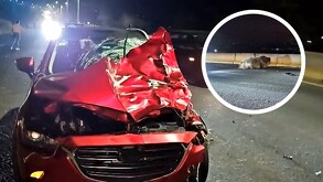 Mujer choca contra vaca en el periférico de Tonalá