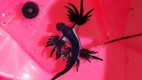 Ejemplar del “dragón azul” localizado en playas de Manzanillo; autoridades piden no tocarlo debido a su toxicidad.