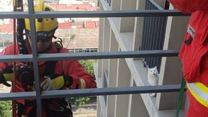 Un gato llamado 'Copo de Nieve' fue rescatado luego de quedar atrapado en un edificio de 12 pisos