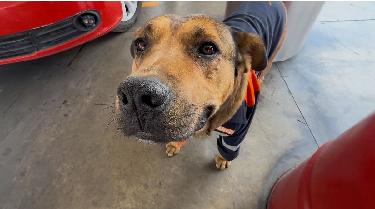 De la calle a la gasolinera: 'Solovino', el perrito que cuida y acompaña a despachadores en Toluca