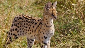 Aspecto de un serval, animal salvaje hallado en un fraccionamiento de Veracruz.