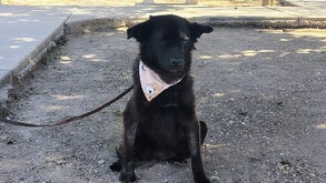 Negrita, una perrita que fue brutalmente atacada con un cuchillo en la colonia Joyas del Desierto de Torreón.