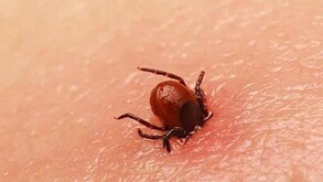 La rickettsia ha cobrado la vida de un adolescente en la región sureste de Coahuila y es el primer caso en 2025.