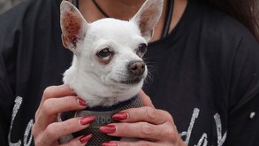 Mujer sostiene a un perro chihuahua entre sus manos.