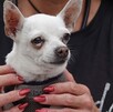 Mujer sostiene a un perro chihuahua entre sus manos.