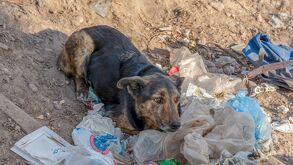 En la ciudad y el estado de Puebla el delito que más se comete contra las mascotas es el abandono.