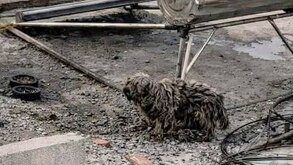 Perro maltratado en una azotea de Santa Ana Chiautempan, Tlaxcala.