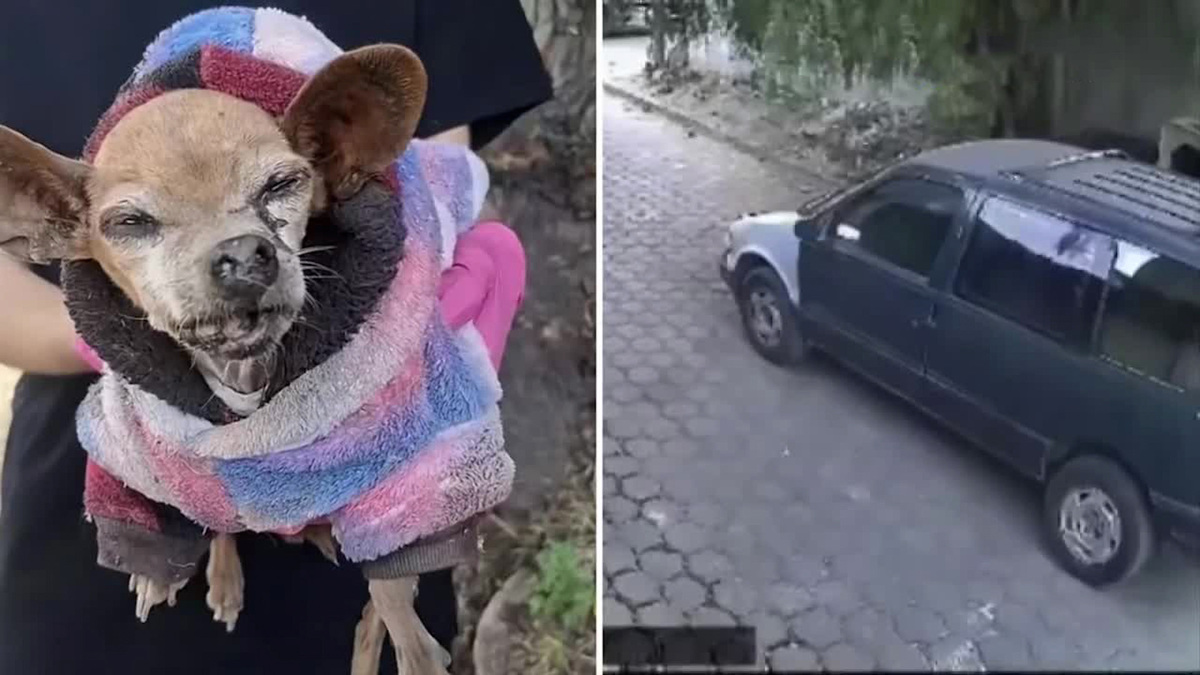 La perrita fue abandonada a su suerte en calles de Coacalco, quien murió debido su delicado estado de salud.