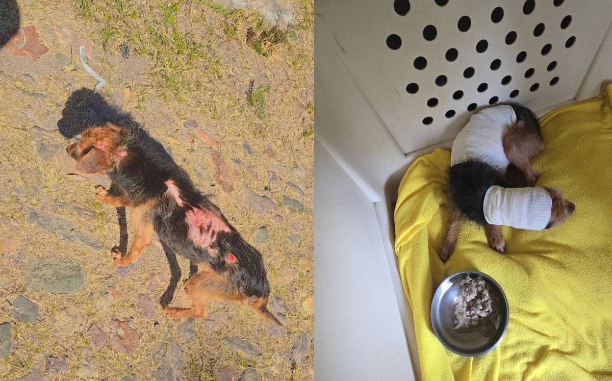 Perrita agredida y vendada