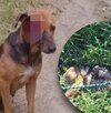 Imágenes de un perro con heridas de machete en el rostro, en Chiapas.