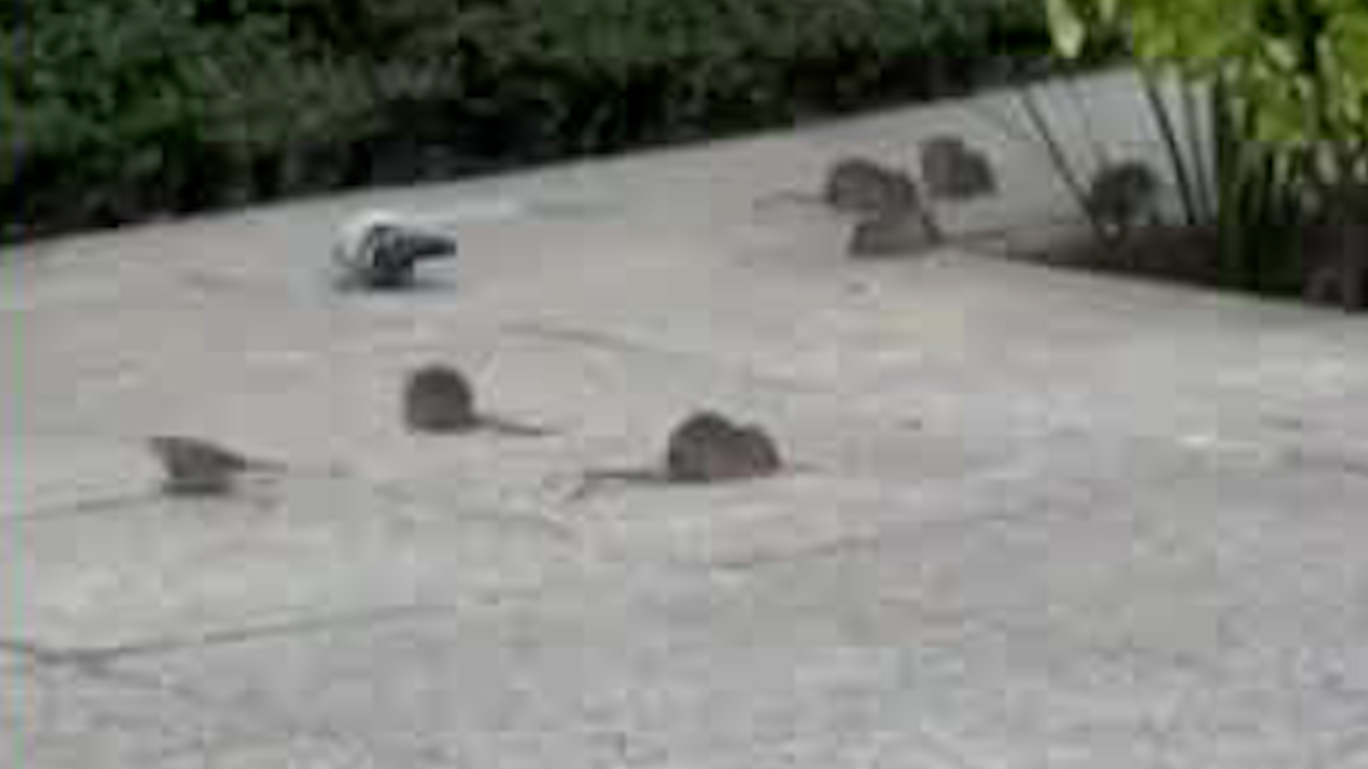 Videos en redes sociales han puesto en el ojo público la presencia de ratas a un lado del hotel Four Seasons.