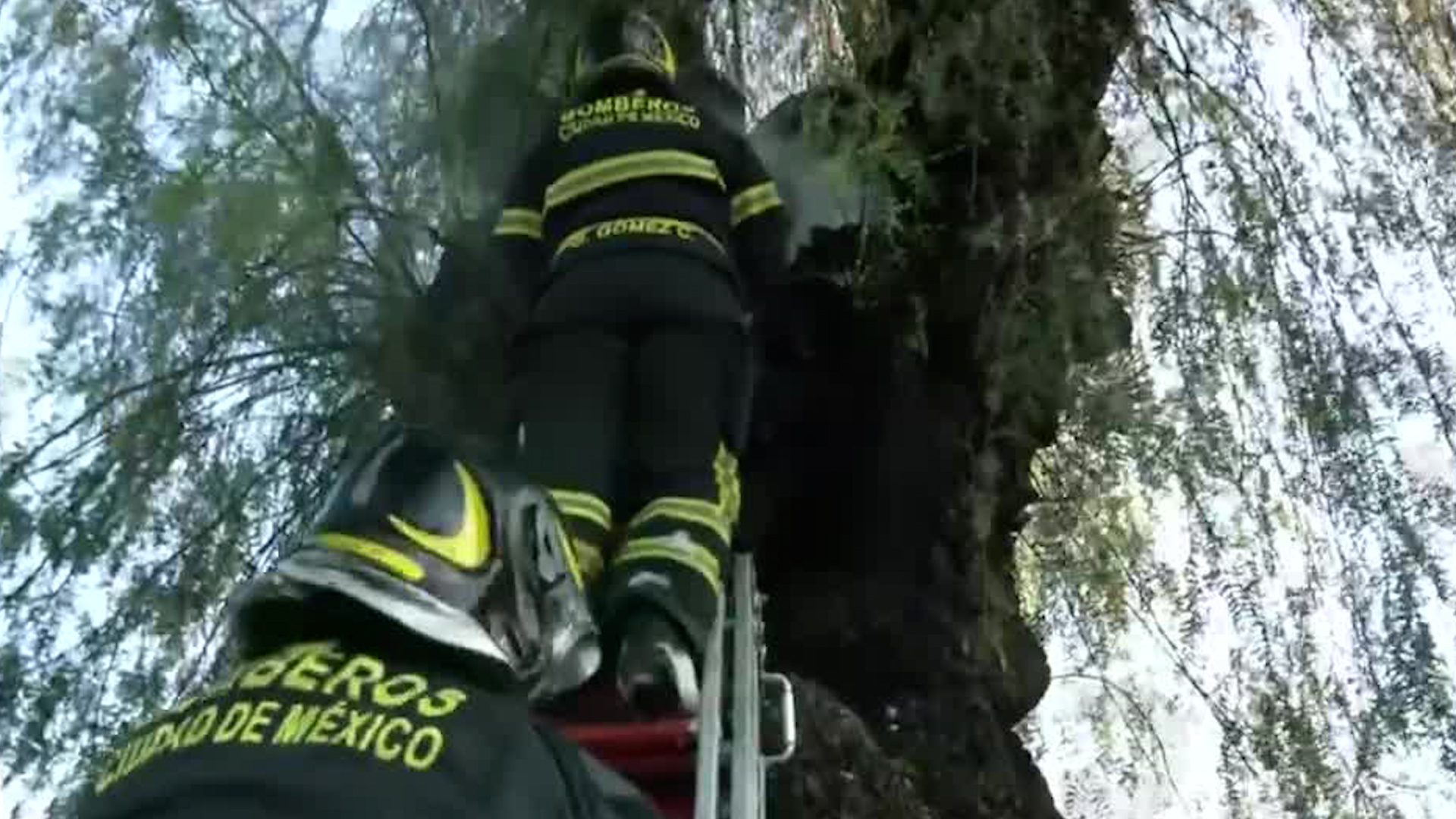 El reporte de un árbol prendido en fuego alertó a las autoridades de la alcaldía Venustiano Carranza.